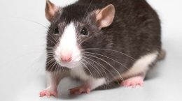 Wessen Jahr ist 2020?