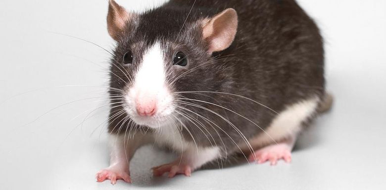 Wessen Jahr ist 2020?