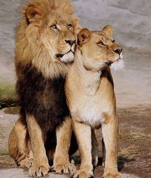 Liebeshoroskop für Leo für 2020