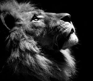 Horoskop für 2020 für Leo: Karriere