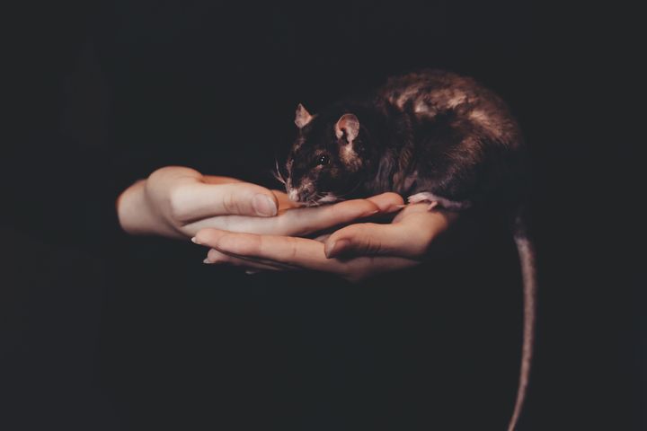 Ratte an Hand