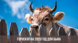 Horoskop für 2020 für den Stier