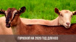 Horoskop für 2020 für Ziegen