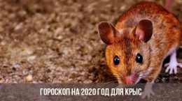 Horoskop für 2020 für die Ratte