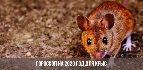 Horoskop für 2020 für die Ratte