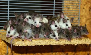 Gesundheitshoroskop für Ratten 2020