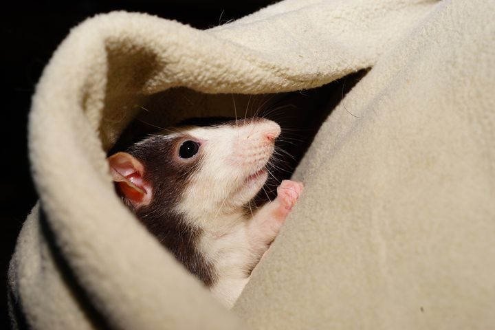 Rat
