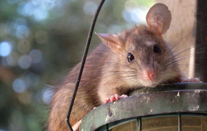 Symbol des Jahres 2020 auf dem Ostkalender