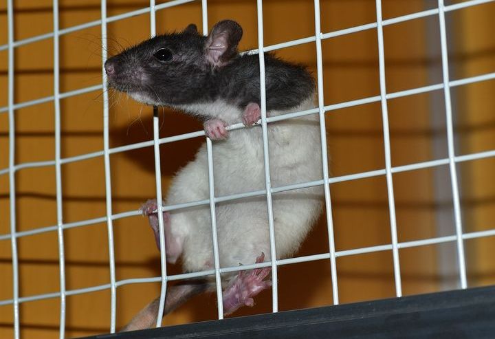 Die Ratte versucht, aus dem Käfig herauszukommen