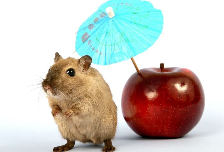 Ratte und Apfel