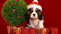 Hund in einer roten Kappe unter Geschenken