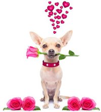 Hund mit einer Rose und Herzen