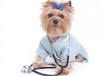 Hund in einem medizinischen Anzug