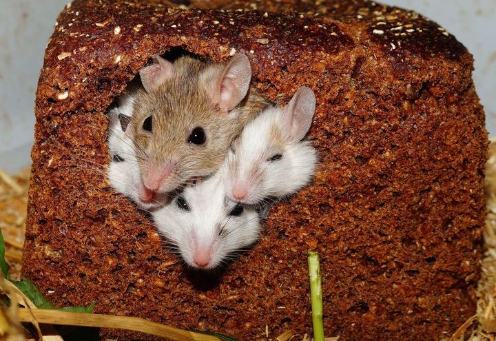 Babyratten im Brot