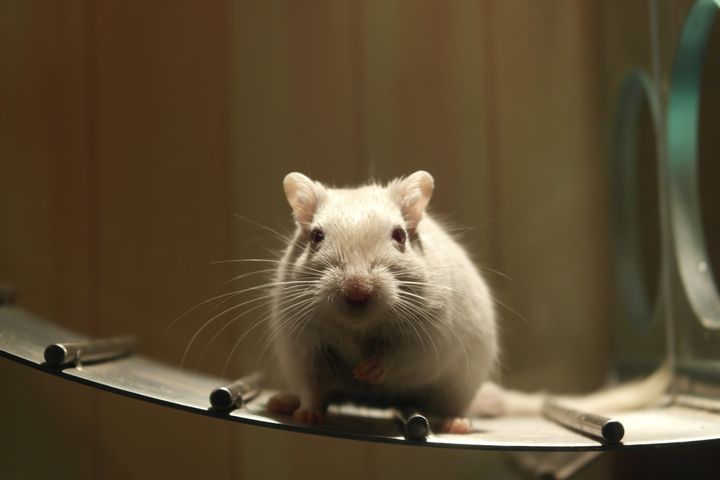 Rat