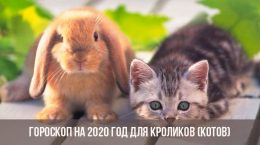 Horoskop für 2020 für Kaninchen (Katzen)