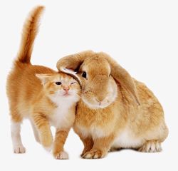 Horoskop für 2020 für Männer von Kaninchen (Kotov)