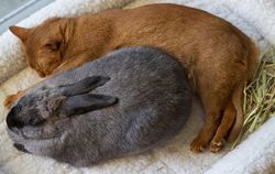 Karrierehoroskop 2020 für Kaninchen (Katzen)