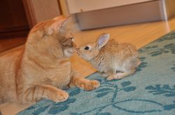 Gesundheitshoroskop 2020 für Kaninchen (Katzen)