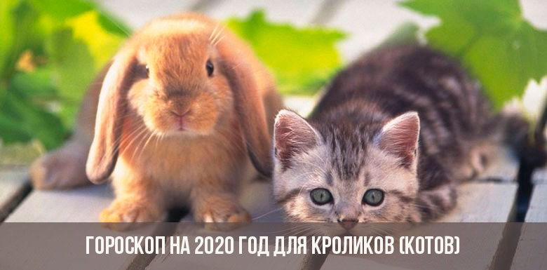 Horoskop für 2020 für Kaninchen (Katzen)