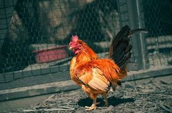 Gesundheitshoroskop für Hähne für 2020