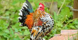 Liebeshoroskop für 2020 für die Hähne