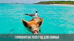 Horoskop für 2020 für das Schwein