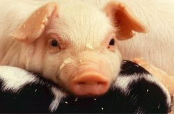 2020 Gesundheitshoroskop für das Schwein