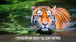 Horoskop für 2020 für die Tiger