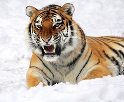 2020 Karrierehoroskop für die Tiger