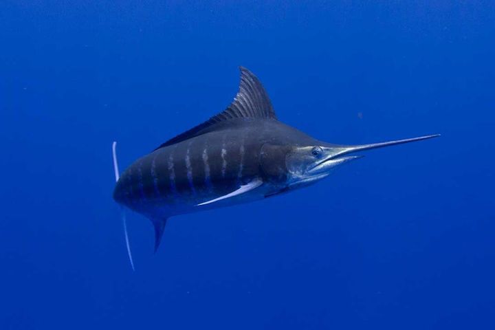 Blauer Marlin