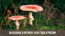 Wochenenden und Feiertage im Oktober 2020