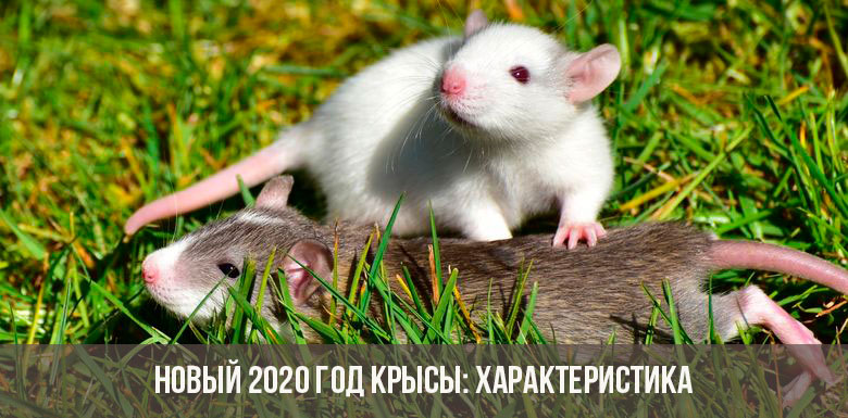 Jahr der Ratte 2020