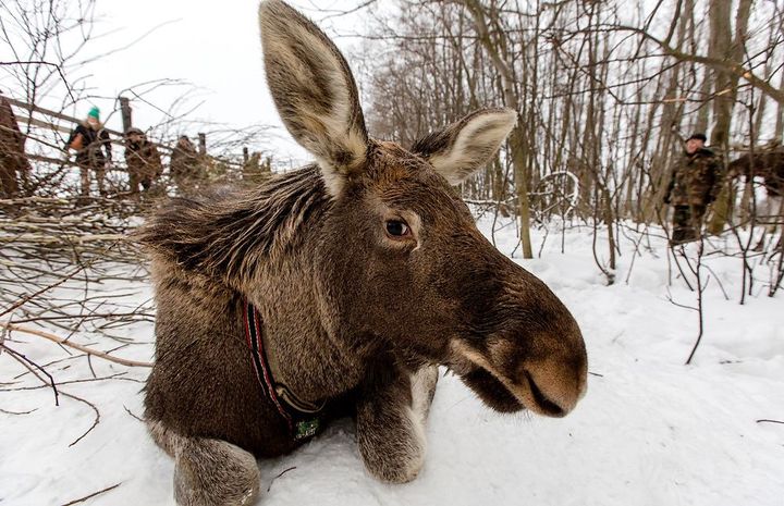 • Sumarokovo Elchfarm