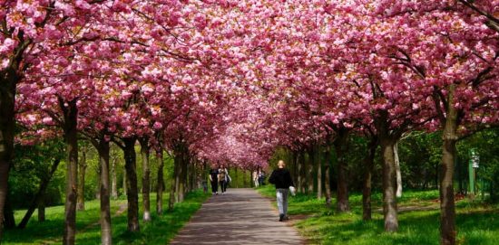 Sakura-Gehweg