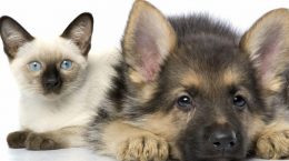 Haustiersteuer im Jahr 2020