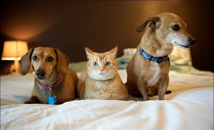 Katze und zwei Hunde auf dem Bett