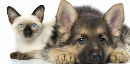 Haustiersteuer im Jahr 2020