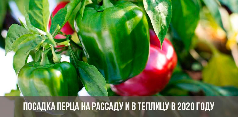 Pfeffer in Setzlinge und im Gewächshaus pflanzen