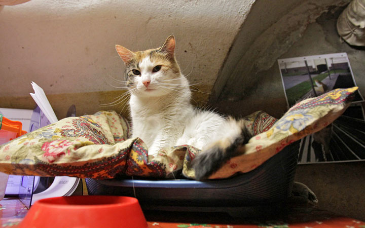 Einsiedlerkatzentag im Jahr 2020