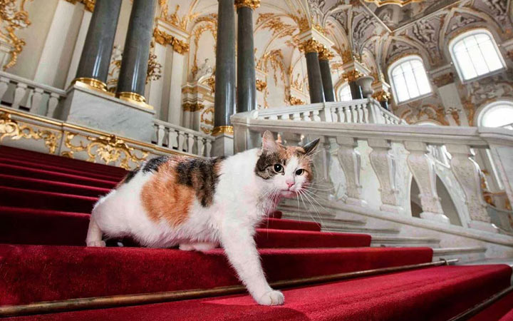 Einsiedlerkatzentag 2020