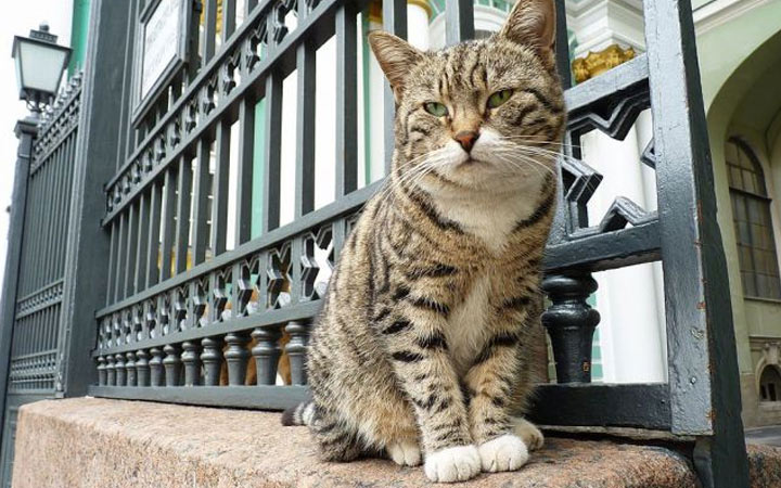 Verteilung der Katzen in der Eremitage im Jahr 2020