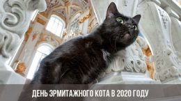 Hermitage Cat Day im Jahr 2020