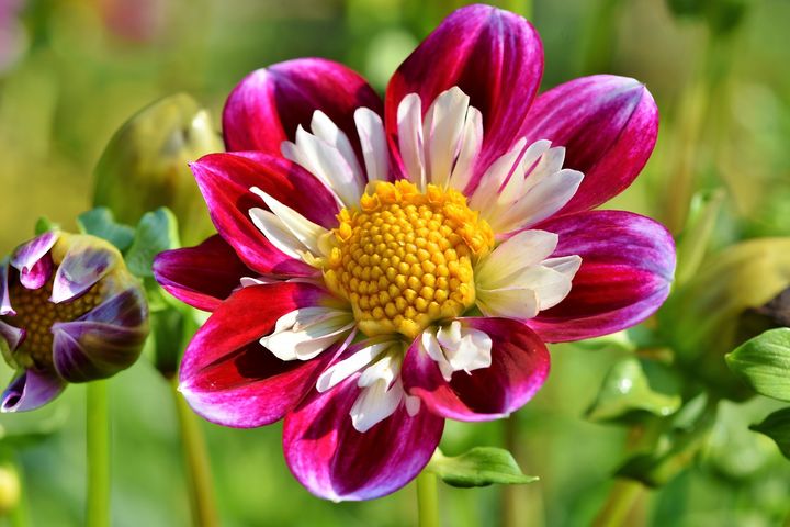 Zinniablume