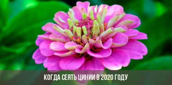 Wann soll man Zinnie säen?