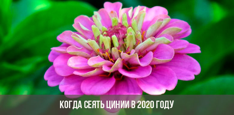 Wann soll man Zinnie säen?