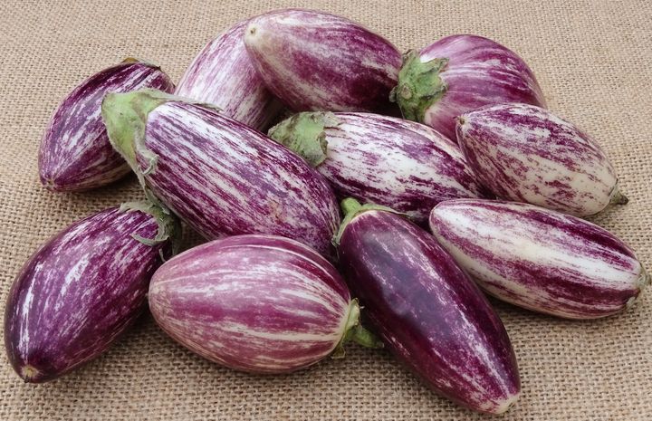 Ernte Aubergine