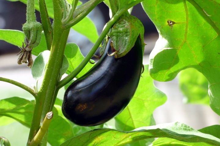 Aubergine im Garten
