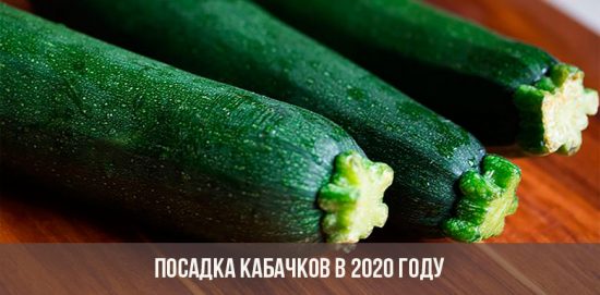 Zucchini pflanzen im Jahr 2020