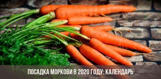 Möhren pflanzen im Jahr 2020